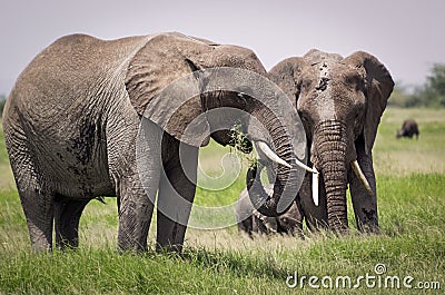 Elephant family with young on grazing Stock Photo