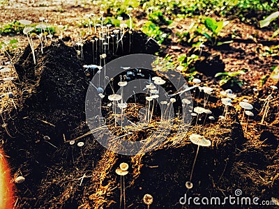 Elephant feces with mushrooms in rainy season Stock Photo