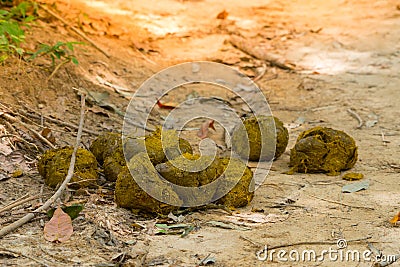 Elephant feces,new fresh. Stock Photo