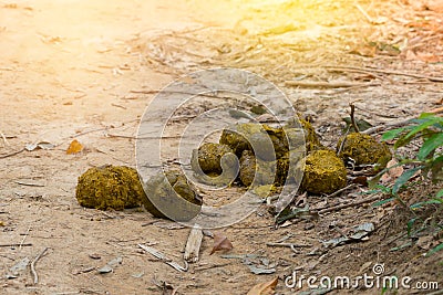 Elephant feces,new fresh. Stock Photo