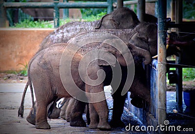 Elephant Feeding Time at Pinnawala Elephant Orphanage, Sabaragamuwa Province, Sri Lanka Stock Photo