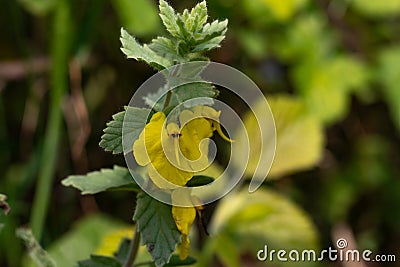 An elephant flower Rhynchocorys elephas. Yellow elephant flower with blurry background Stock Photo