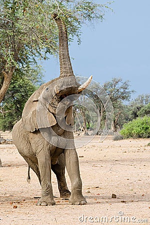 Elephant foraging high in tree Stock Photo