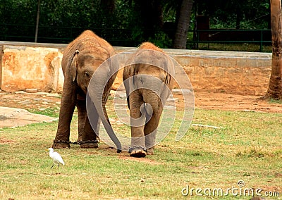 Elephant Friends Stock Photo