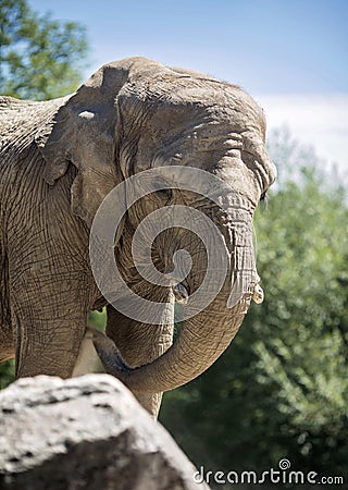 Elephant Front Profile Stock Photo