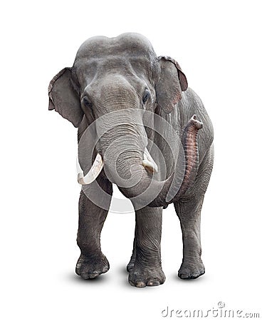 Elephant front view with clipping path Stock Photo