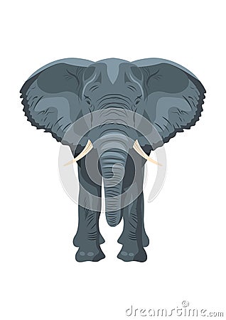 Elephant front view, isolated Vector Illustration