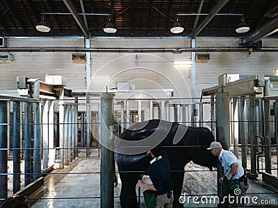 Elephant gets cleaning up Editorial Stock Photo