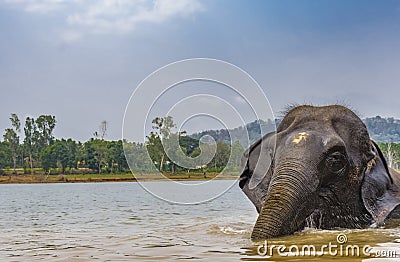 Elephant after a bath - getting up from river. Stock Photo