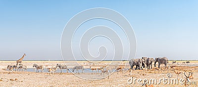 Elephant, giraffe, Burchells zebras, springbok, blue wildebeest Stock Photo