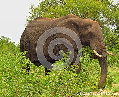 Elephant Stock Photo