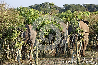 Elephant group Stock Photo