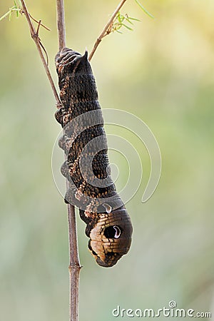 Elephant Hawk-moth caterpillar Deilephila elpenor Stock Photo