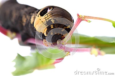 Elephant Hawk Moth caterpillar E Stock Photo