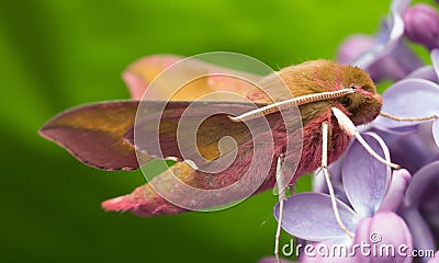 Elephant hawk moth, deilephila elpenor Stock Photo