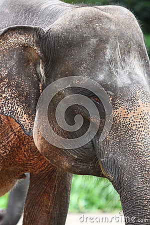 Elephant Head Stock Photo