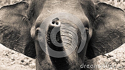 Elephant Head-on Stock Photo