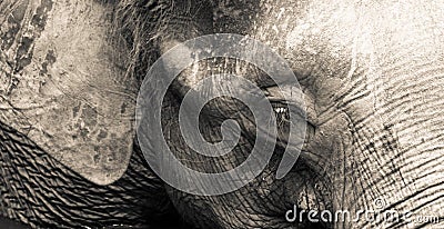 Elephant Head Stock Photo