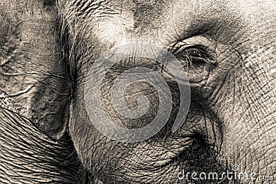 Elephant Head Stock Photo