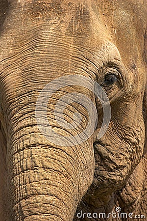 Elephant head Stock Photo