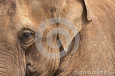 Elephant head Stock Photo