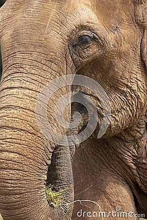 Elephant head Stock Photo