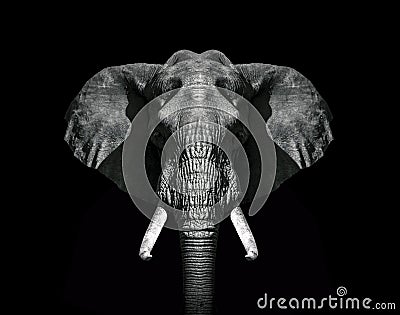 Elephant head black and white wallpaper Stock Photo