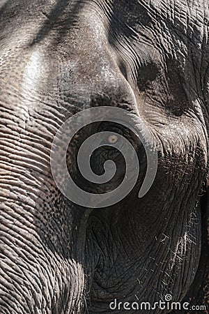 Elephant head Stock Photo