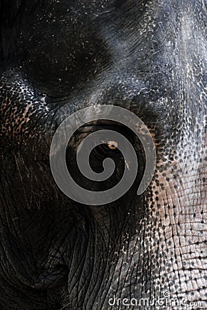 Elephant head Stock Photo