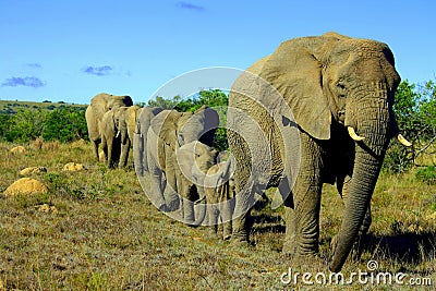 Elephant herd Stock Photo