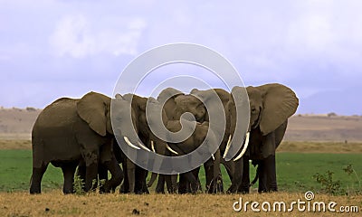 Elephant herd in Amboseli Stock Photo