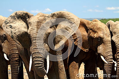 Elephant herd close up portrait Stock Photo