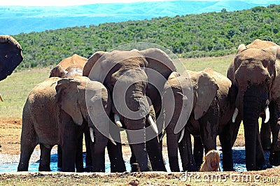 Elephant herd mourning Stock Photo