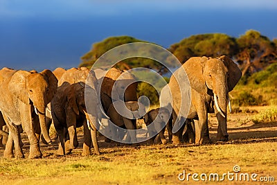 Elephant herd at sunrise Stock Photo