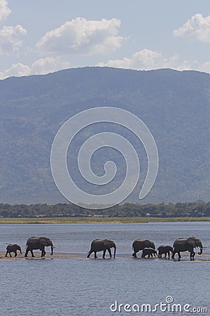 Elephant herd walking on water Stock Photo