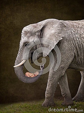 Elephant holding baby Stock Photo