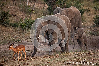 Elephant and Impala interaction at the waterhole 10647 Stock Photo