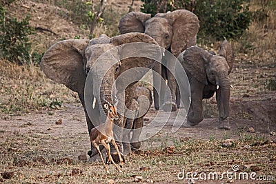 Elephant and Impala interaction at the waterhole 10649 Stock Photo