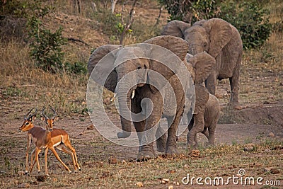 Elephant and Impala interaction at the waterhole 10648 Stock Photo