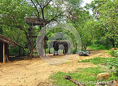 An elephant inhabiting captivity in the vicinity of Sigiriya Stock Photo