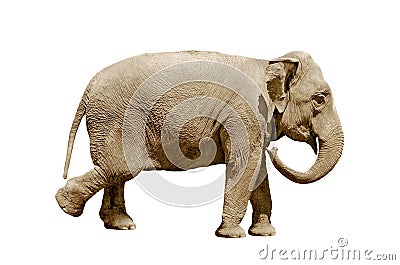 Elephant isolated Stock Photo