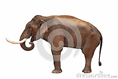 Elephant isolated Stock Photo