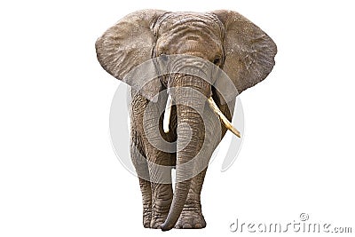 Elephant isolated on white Stock Photo