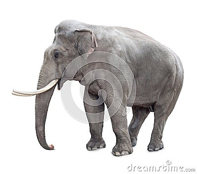 Elephant isolated on white Stock Photo