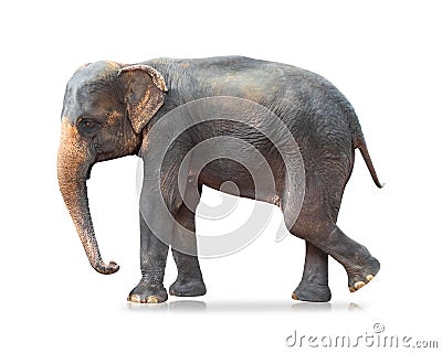 Elephant isolated on white background. Large mammals. Clipping path Stock Photo