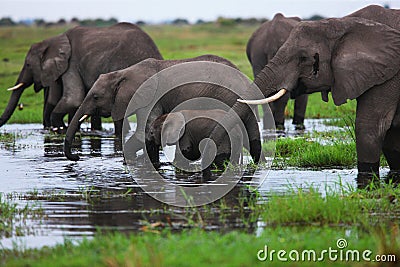 Elephant Stock Photo