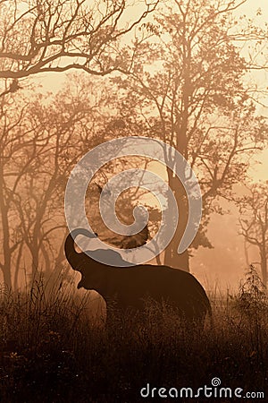 Elephant in Jim Corbett National Park Stock Photo