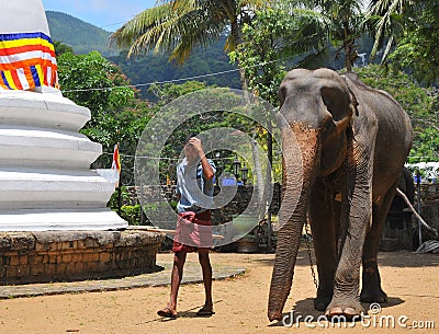 Elephant - Kandy Tooth Relic Temple (Sri Lanka) Editorial Stock Photo