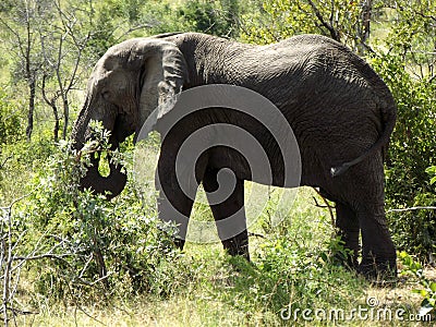 Elephant at Kruger National Park Stock Photo