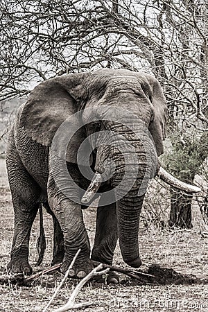 Elephant in krugerpark Stock Photo